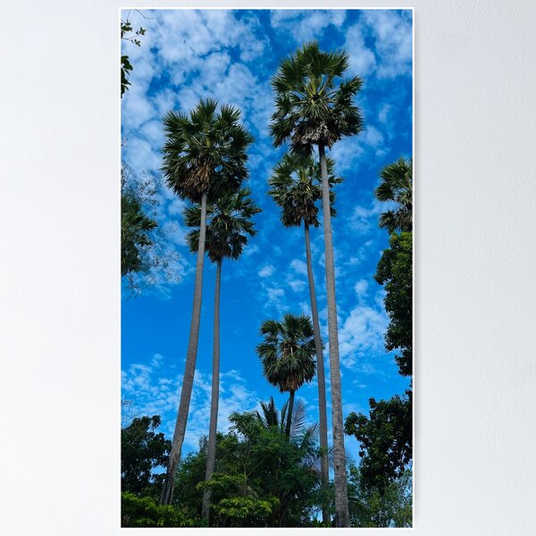 Beautiful tropical palm trees with the blue sky in Koh Samui Thailand Poster