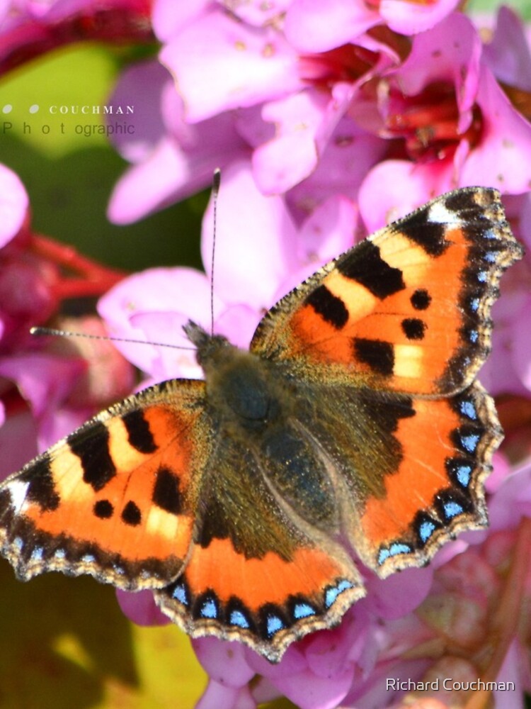 Thumbnail 4 of 4, iPhone Case, " Small Tortoiseshell In Spring " designed and sold by Virtualrich.