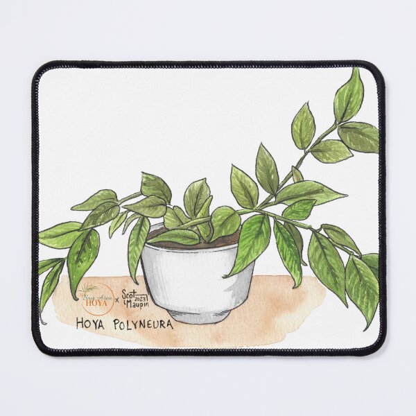 Artikelvorschau, Hoya Polyneura Pflanzen-Aquarellillustration für Hemddruck, Pflanzenaufkleber, Hoya-Pflanzenaufkleber | Bay Area Hoya entworfen und verkauft von BayAreaHoyaShop.