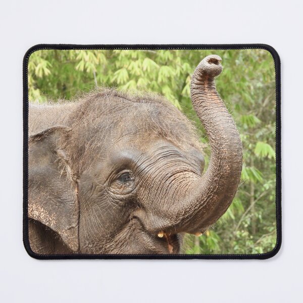 Item preview, Elephant showing of at zoo designed and sold by Mark Grimsley.