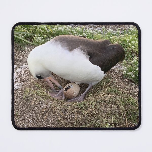 Item preview, Laysan Albatross Egg Hatching designed and sold by milkmobster.