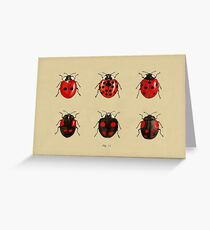 Coccinellidae entomology studies fig. 11 Greeting Card