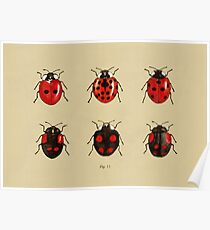 Coccinellidae entomology studies fig. 11 Poster