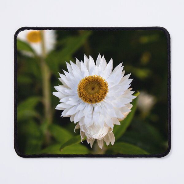 Item preview, Coronidium elata- Sunny Side Up Everlasting Daisy designed and sold by Linda Sijpkes.