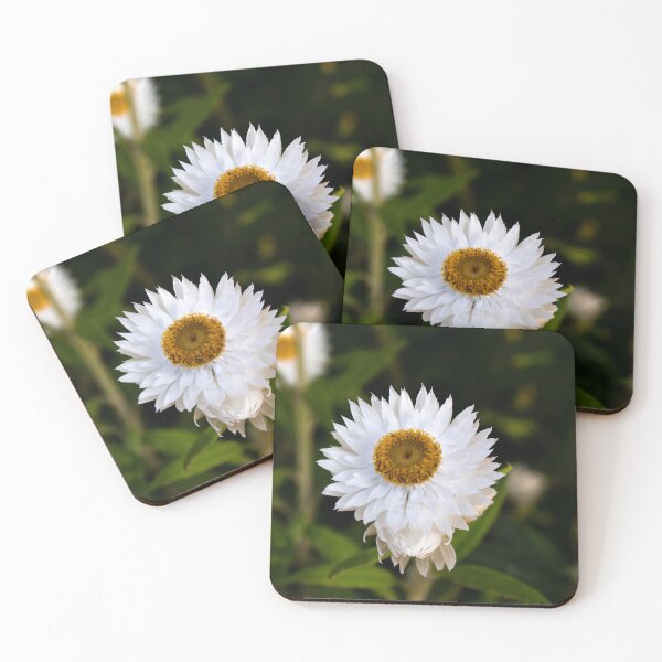 Item preview, Coronidium elata- Sunny Side Up Everlasting Daisy designed and sold by Linda Sijpkes.