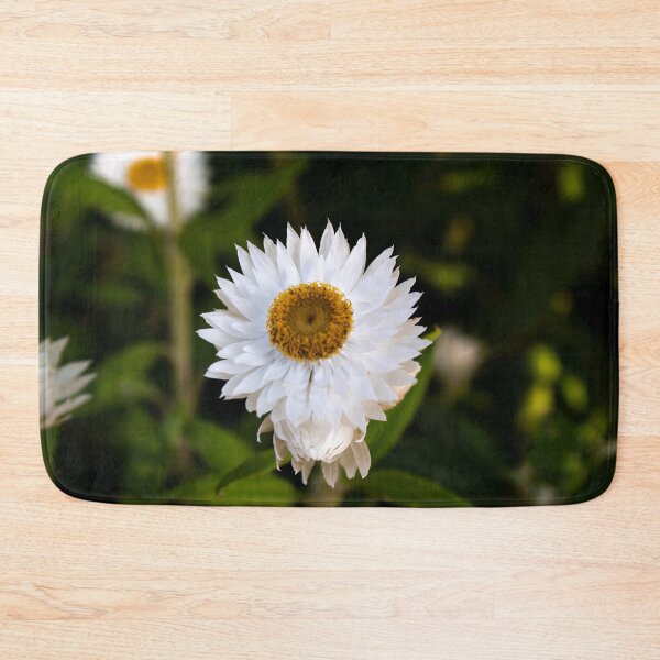 Item preview, Coronidium elata- Sunny Side Up Everlasting Daisy designed and sold by Linda Sijpkes.