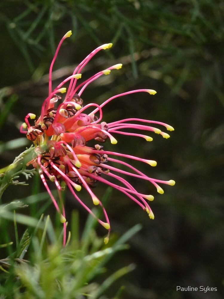 "Grevillea Ellendale Lace" by Pauline Sykes Redbubble