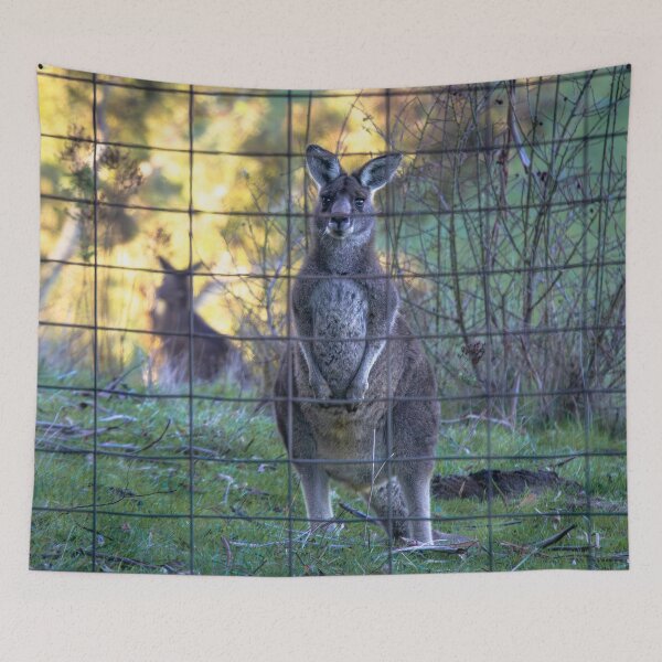 Aperçu de l'œuvre Skippy à la porte - Mount Alexander, Victoria créée et vendue par Steven Jodoin.