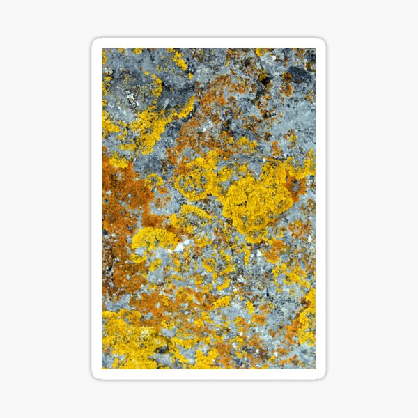 Item preview, lichen designed and sold by KathleenDawson.