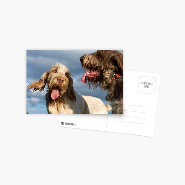 The look of love Spinoni Postcard