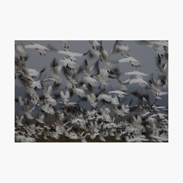 Item preview, Causing Chaos amongst the Geese designed and sold by Angel Perry.