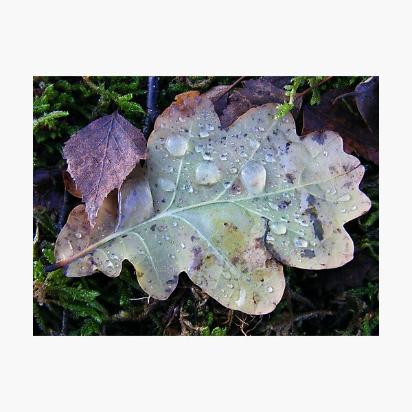 Item preview, Little(Birch leaf) and large(Oak leaf) designed and sold by Istretch.