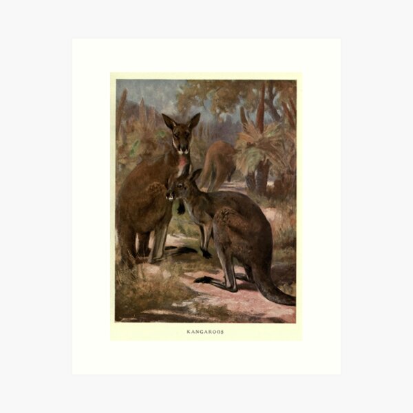 Item preview, Vintage Kangaroo Painting (1909)  designed and sold by BravuraMedia.