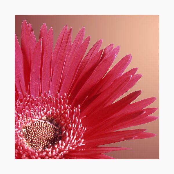 Item preview, Quarter Red Daisy designed and sold by Roger Otto.