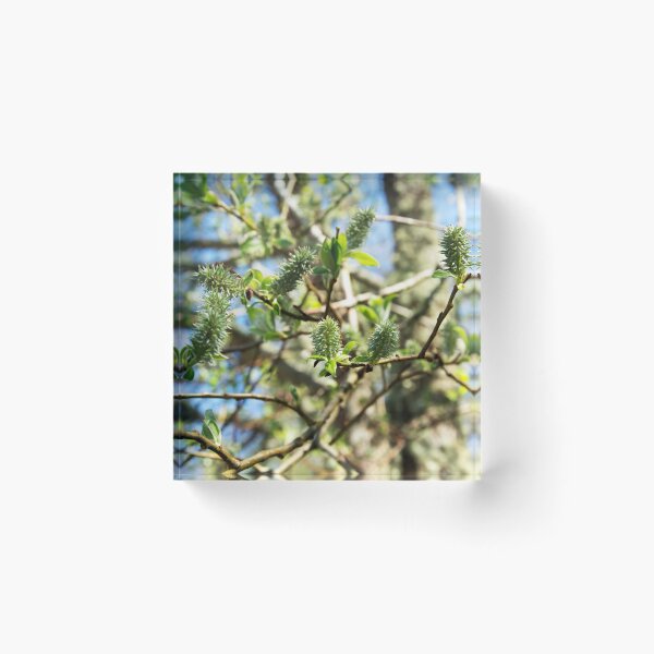 Item preview, Goat Willow designed and sold by Alternative Perspectives.