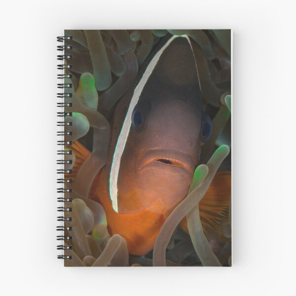 Item preview,  Anemone fish designed and sold by Fishfacephoto.