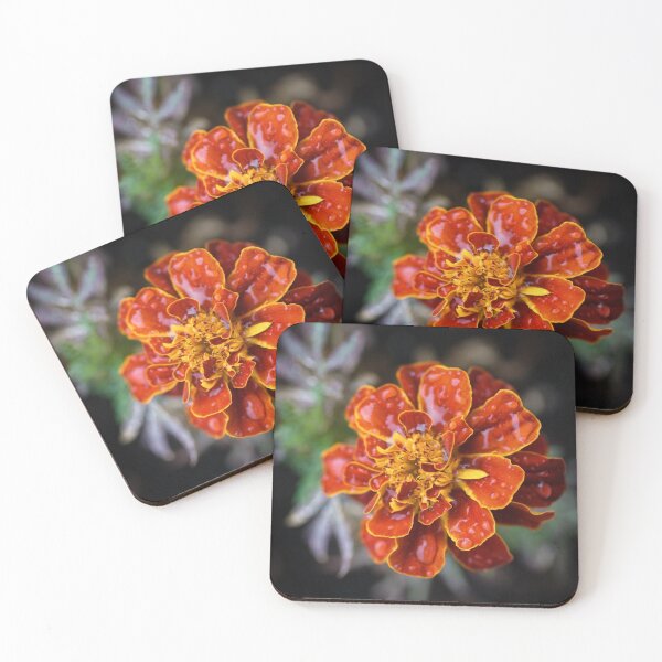Item preview, Tagetes patula - French Marigold in the Spotlight designed and sold by Kasia Design.
