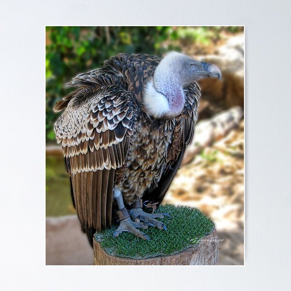 Item preview, Ruffled Beauty~ designed and sold by WJPhotography.