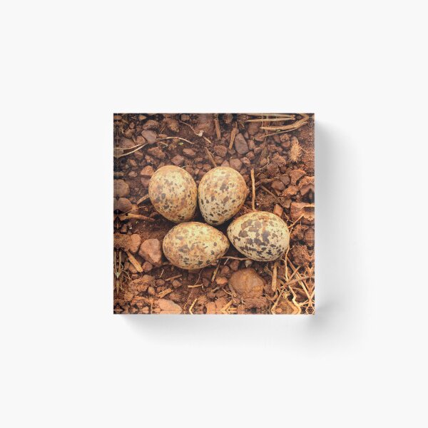 Item preview, Red-Wattled Lapwing Eggs in the Nest designed and sold by VgBingi.