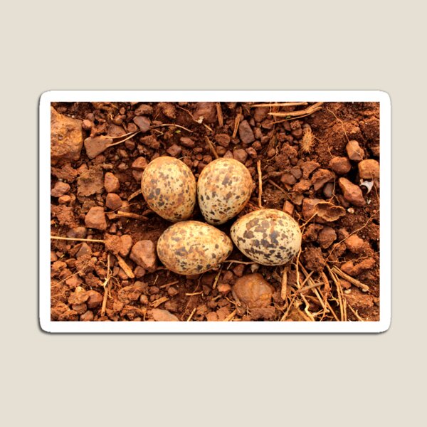 Item preview, Red-Wattled Lapwing Eggs in the Nest designed and sold by VgBingi.