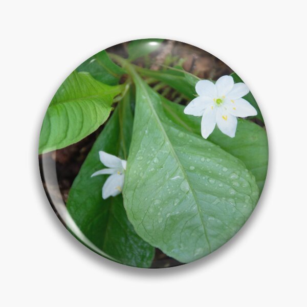 Item preview, Chickweed-wintergreen designed and sold by Alternative Perspectives.