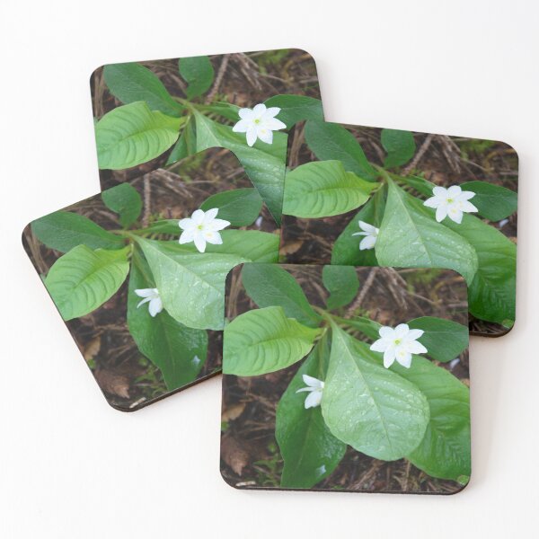 Item preview, Chickweed-wintergreen designed and sold by Alternative Perspectives.