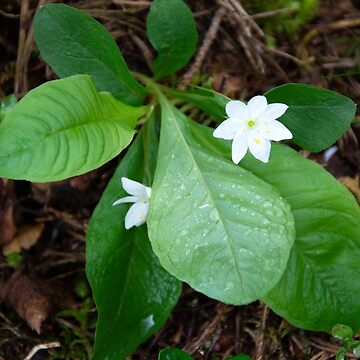 Artwork thumbnail, Chickweed-wintergreen by Alternative Perspectives
