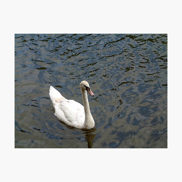 Item preview, The Swan designed and sold by funkybunch.