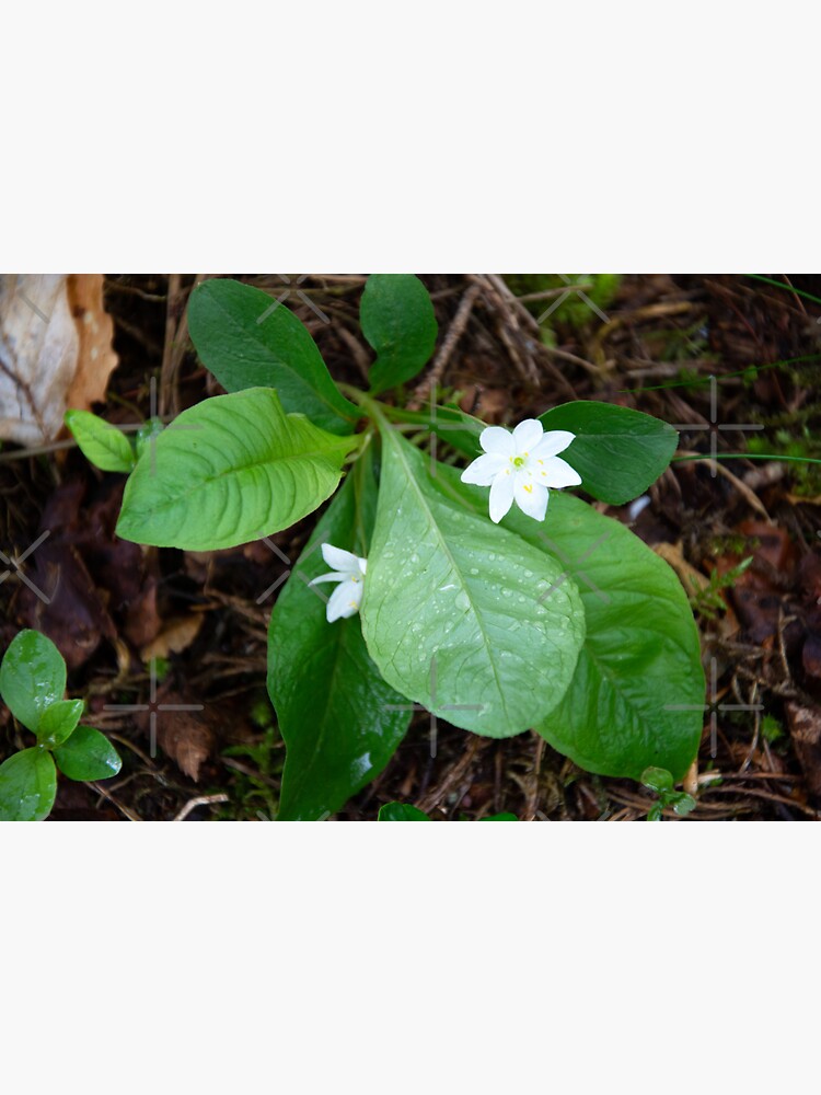 Thumbnail 3 of 3, Sticker, Chickweed-wintergreen designed and sold by SiobhanFraser.
