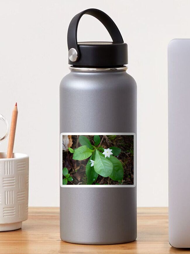 Thumbnail 1 of 3, Sticker, Chickweed-wintergreen designed and sold by SiobhanFraser.