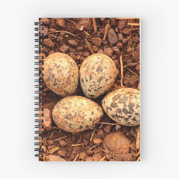 Item preview, Red-Wattled Lapwing Eggs in the Nest designed and sold by VgBingi.