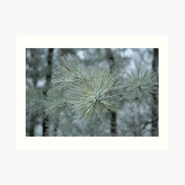 Frosty Pine Branch - 1 Art Print
