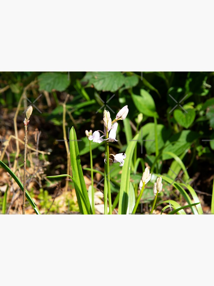 Thumbnail 3 of 3, Sticker, Insect on White Bluebells designed and sold by SiobhanFraser.