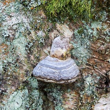 Artwork thumbnail, Hoof Fungus by Alternative Perspectives