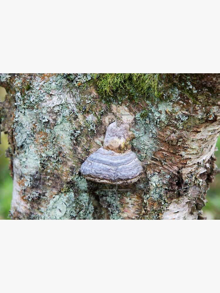 Thumbnail 3 of 3, Sticker, Hoof Fungus designed and sold by SiobhanFraser.