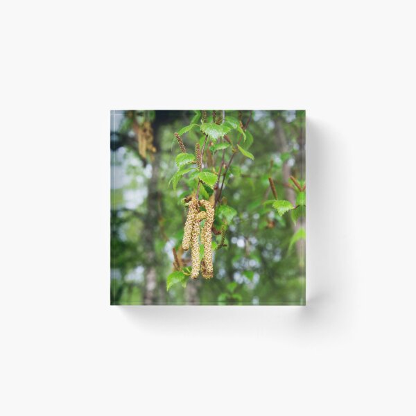 Item preview, Downy Birch Catkins designed and sold by Alternative Perspectives.