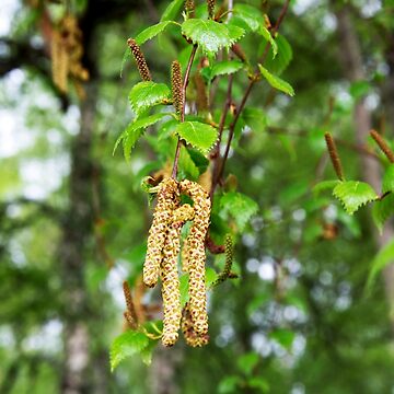 Artwork thumbnail, Downy Birch Catkins by Alternative Perspectives