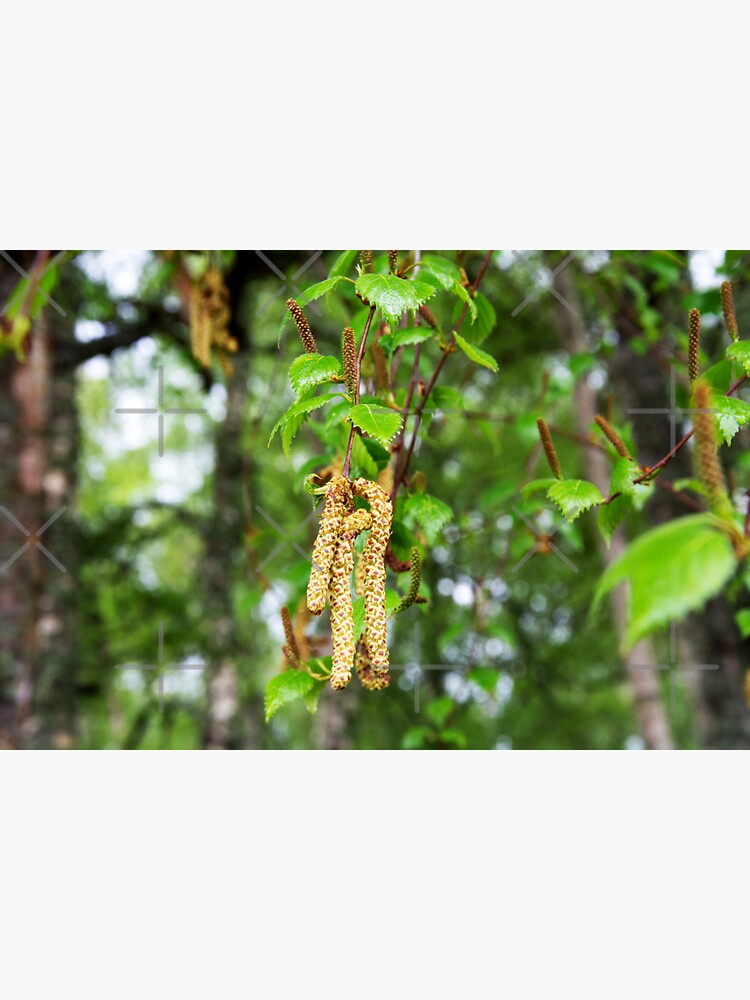 Thumbnail 3 of 3, Sticker, Downy Birch Catkins designed and sold by SiobhanFraser.