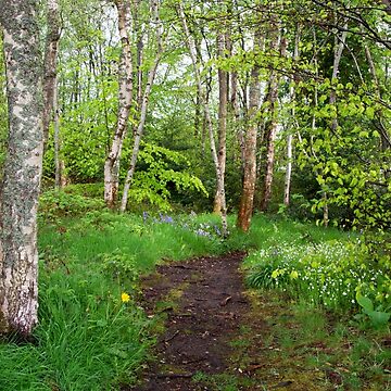 Artwork thumbnail, Welcome To The Woodland by Alternative Perspectives