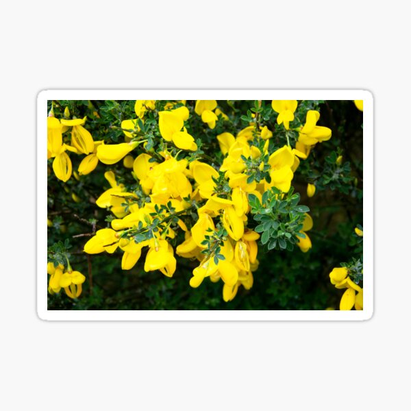 Broom Sticker