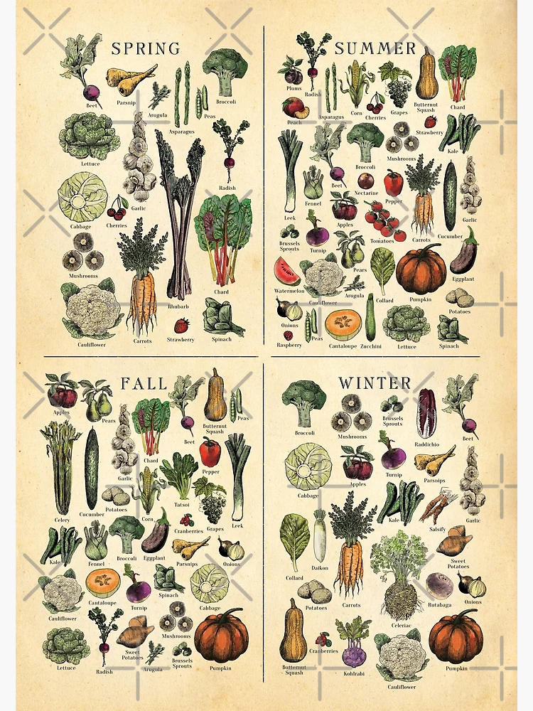 American Northeast Seasonal Fruit and Vegetable vintage etching