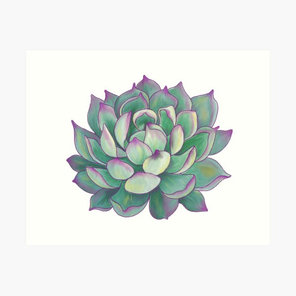 Succulent plant Art Print