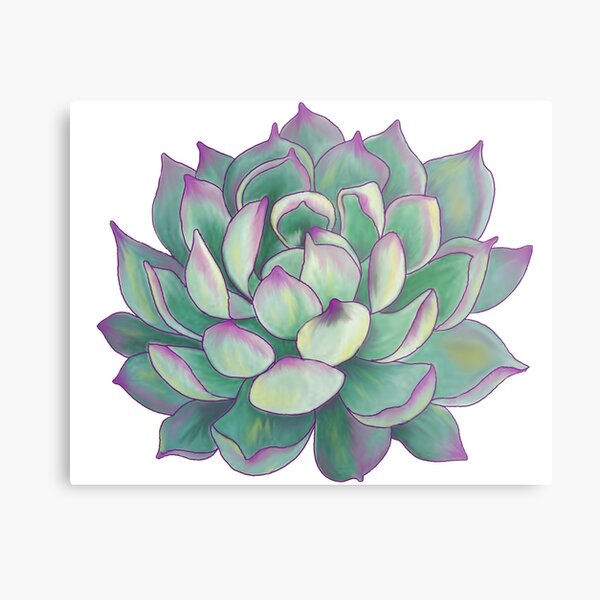 Succulent plant Metal Print