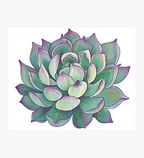 Succulent plant Photographic Print