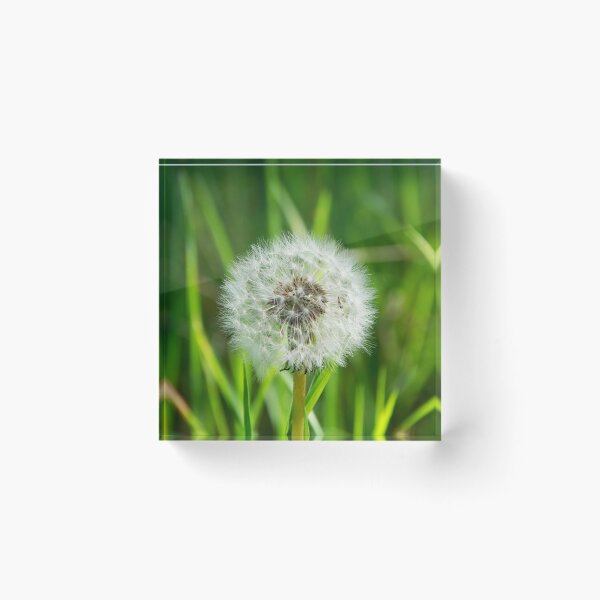 Item preview, Dandelion Seedhead designed and sold by Alternative Perspectives.