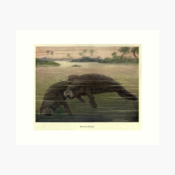 Vintage Manatee Painting (1909) Art Print