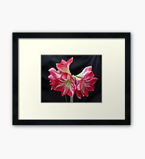 Five Bloom Amaryllis (A. hippeastrum) Framed Print