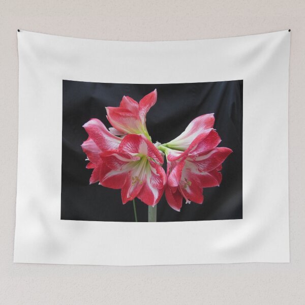 Item preview, Five Bloom Amaryllis  (A. hippeastrum) designed and sold by lezvee.
