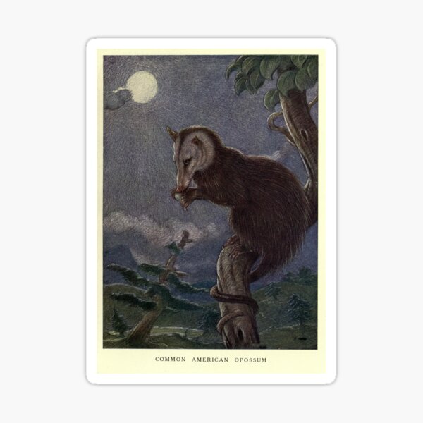 Artikel-Vorschau von Vintage Opossum-Malerei (1909), designt und verkauft von BravuraMedia.
