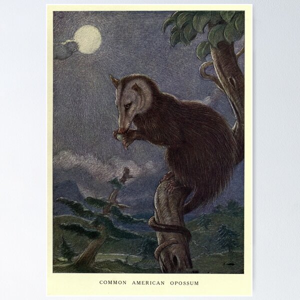 Item preview, Vintage Possum Painting (1909) designed and sold by BravuraMedia.